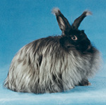 Schwarzes Angorakaninchen